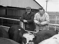 Ballinrobe mart July 1972. - Lyons0016928.jpg  Bertie Bourke and Johnny Handberry from Westport at  Ballinrobe mart July 1972. : 19720706 Mart in Ballinrobe 2.tif, 19720706 Mart in Balluinrobe 2.tif, Ballinrobe, Farmers Journal, Lyons collection