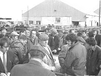 Ballinrobe Mart, March 1973.. - Lyons0016967.jpg  Ballinrobe Mart, March 1973. : 19730328 Ballinrobe Mart 1.tif, Ballinrobe, Farmers Journal, Lyons collection