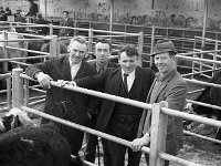 Ballinrobe Mart, March 1973.. - Lyons0016968.jpg  Ballinrobe Mart, March 1973. : 19730328 Ballinrobe Mart 2.tif, Ballinrobe, Farmers Journal, Lyons collection