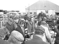 Ballinrobe Mart, March 1973.. - Lyons0016971.jpg  Ballinrobe Mart, March 1973. : 19730328 Ballinrobe Mart 5.tif, Ballinrobe, Farmers Journal, Lyons collection