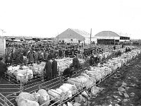 Ballinrobe Mart, March 1973.. - Lyons0016972.jpg  Ballinrobe Mart, March 1973. : 19730328 Ballinrobe Mart 6.tif, Ballinrobe, Farmers Journal, Lyons collection