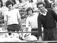 Breeding ewe sale at Ballinrobe Mart, August 1975. - Lyons0017044.jpg  Breeding ewe sale at Ballinrobe Mart, August 1975. : 19750828 Breeding ewe sale at Ballinrobe Mart 1.tif, Ballinrobe, Farmers Journal, Lyons collection