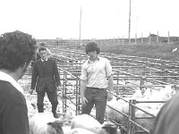 Breeding ewe sale at Ballinrobe Mart, August 1975. - Lyons0017046.jpg  . Breeding ewe sale at Ballinrobe Mart, August 1975. : 19750828 Breeding ewe sale at Ballinrobe Mart 3.tif, Ballinrobe, Farmers Journal, Lyons collection