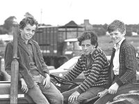 Breeding ewe sale at Ballinrobe Mart, August 1975. - Lyons0017047.jpg  Three young brothers on a tractor. This was before tractor safety cabs became compulsory.   Breeding ewe sale at Ballinrobe Mart, August 1975. : 19750828 Breeding ewe sale at Ballinrobe Mart 4.tif, Ballinrobe, Farmers Journal, Lyons collection