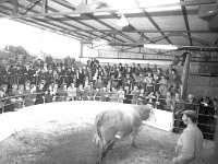 Ballinrobe mart, August 1977. - Lyons0017053.jpg  Ballinrobe mart, August 1977. : 1977 Misc, 19770824 Ballinrobe Mart 1.tif, Ballinrobe, Lyons collection