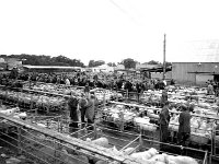 Ballinrobe mart, August 1977. - Lyons0017054.jpg  Ballinrobe mart, August 1977. : 1977 Misc, 19770824 Ballinrobe Mart 2.tif, Ballinrobe, Lyons collection