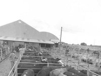 Ballinrobe mart, August 1977. - Lyons0017056.jpg  Ballinrobe mart, August 1977. : 1977 Misc, 19770824 Ballinrobe Mart 6.tif, Ballinrobe, Lyons collection