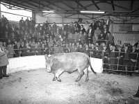 Ballinrobe mart, October 1977. - Lyons0017058.jpg  Ballinrobe mart, October 1977. : 19771012 Ballinrobe Mart 1.tif, Ballinrobe, Farmers Journal, Lyons collection