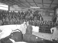 Ballinrobe mart, October 1977. - Lyons0017059.jpg  Ballinrobe mart, October 1977. : 19771012 Ballinrobe Mart 2.tif, Ballinrobe, Farmers Journal, Lyons collection