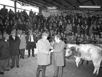 Ballinrobe mart, October 1977. - Lyons0017061.jpg  Ballinrobe mart, October 1977. : 19771012 Ballinrobe Mart 4.tif, Ballinrobe, Farmers Journal, Lyons collection