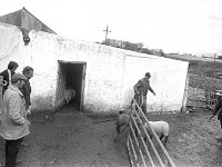 Halal factory in Ballyhaunis, April 1975. - Lyons0017854.jpg  Halal factory in Ballyhaunis, April 1975. : 19750410 Hal Al factory in Ballyhaunis 2.tif, 19750519 Ballina Mart 8.tif, Ballyhaunis, Farmers Journal, Lyons collection