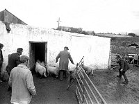 Halal factory in Ballyhaunis, April 1975. - Lyons0017855.jpg  Halal factory in Ballyhaunis, April 1975. : 19750410 Hal Al Factory in Ballyhaunis 3.tif, 19750519 Ballina Mart 9.tif, Ballyhaunis, Farmers Journal, Lyons collection