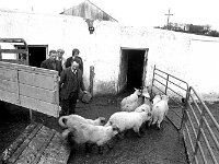 Halal factory in Ballyhaunis, April 1975. - Lyons0017856.jpg  Halal factory in Ballyhaunis, April 1975. : 19750410 Hal Al factory in Ballyhaunis 1.tif, 19750410 Hal Al factory in Ballyhaunis 4.tif, Ballyhaunis, Farmers Journal, Lyons collection