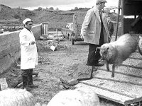 Halal factory in Ballyhaunis, April 1975. - Lyons0017857.jpg  Halal factory in Ballyhaunis, April 1975. : 19750410 Hal Al factory in Ballyhaunis 10.tif, 19750410 Hal Al factory in Ballyhaunis 5.tif, Ballyhaunis, Farmers Journal, Lyons collection