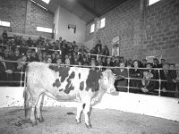 Ballyhaunis Mart Show and Sales, October 1977. - Lyons0017871.jpg  Ballyhaunis Mart Show and Sales, October 1977. : 19771011 Ballyhaunis Mart Show & Sales 3.tif, Ballyhaunis, Farmers Journal, Lyons collection