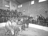 Ballyhaunis Mart Show and Sales, October 1977. - Lyons0017872.jpg  Ballyhaunis Mart Show and Sales, October 1977. : 19771011 Ballyhaunis Mart Show & Sales 4.tif, Ballyhaunis, Farmers Journal, Lyons collection