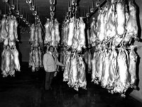 Halal Meat Packers, Ballyhaunis, February 1980.. - Lyons0017874.jpg  Halal Meat Packers, Ballyhaunis, February 1980. : 19800206 Halal Meat Packers 1.tif, Ballyhaunis, Lyons collection