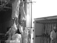 Halal Meat Packers, Ballyhaunis, February 1980.. - Lyons0017877.jpg  Halal Meat Packers, Ballyhaunis, February 1980. : 19800206 Halal Meat Packers 4.tif, Ballyhaunis, Lyons collection