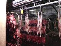 Halal Meat Packers, Ballyhaunis, February 1980.. - Lyons0017881.jpg  Halal Meat Packers, Ballyhaunis, February 1980.