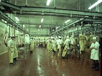 Halal Meat Packers, Ballyhaunis, February 1980.. - Lyons0017883.jpg  Halal Meat Packers, Ballyhaunis, February 1980.