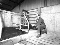 Patsy Cawley fitting comfort cow mats. Belmullet October 1993.. - Lyons0018145.jpg  Article " Home comforts for man and beast " by Sonia Kelly for the Farmers Journal.  Patsy Cawley fitting comfort cow mats. Belmullet October 1993. : 199310 Patsy Cawley fitting comfort cow mats.tif, 199310.tif, Farmers Journal, Lyons collection