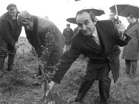 Mayo County Manager Donal Warde planting a tree in a Castlebar i - Lyons0012812.jpg  Mayo County Manager Donal Warde planting a tree in a Castlebar industrial estate to honour entering into the EEC, January 1973. : 19730101 Tree Planting Ceremony.tif, Castlebar, Lyons collection