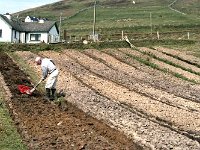 Clare Island. Paddy Flynn's potato drills. - Lyons0009227.jpg  Clare Island. Paddy Flynn's potato drills.