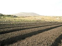 Clare Island. Paddy Flynn's potato drills. - Lyons0009234.jpg  Clare Island. Paddy Flynn's potato drills.