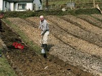 Clare Island. Paddy Flynn's potato drills. - Lyons0009251.jpg  Clare Island. Paddy Flynn's potato drills.