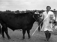 Claremorris Show, August 1972. - Lyons0013378.jpg  Joe O' Dowd Cup winner once more with his prize bullock.  Claremorris Show, August 1972. : 1972 Misc, 19720817 Claremorris Show 4.tif, Claremorris, Lyons collection