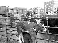 Claremorris mart, Februaryu 1973. - Lyons0013410.jpg  Claremorris mart, Februaryu 1973. : 19730206 Claremorris Mart 3.tif, Claremorris, Farmers Journal, Lyons collection