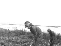 Working in the cabbage garden on Dorinish Island, August 1971 - Lyons0020502.jpg  Working in the cabbage garden on Dorinish Island, August 1971