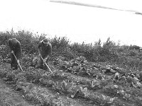 Working in the vegetable garden on Dorinish Island, August 1971 - Lyons0020505.jpg  Working in the vegetable garden on Dorinish Island, August 1971