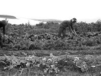 Working in the vegetable garden on Dorinish Island, August 1971 - Lyons0020507.jpg  Working in the vegetable garden on Dorinish Island, August 1971