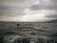 Inishbofin seascape and landscape - Lyons0009267.jpg  Inishbofin - landscape and seascape