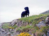 Inishbofin seascape and landscape - Lyons0009273.jpg  Inishbofin - landscape and seascape