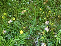 Inishbofin flora - Lyons0009280.jpg  Inishbofin flora