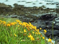 Inishbofin flora - Lyons0009281.jpg  Inishbofin flora