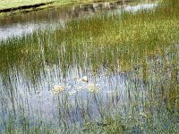 Fresh water pond on Inishturk. - Lyons0008900.jpg  Flowers and reeds on a fresh water pond on Inishturk. (Neg 27) : 198806 Inishturk 4.tif, Inish Turk, Lyons collection