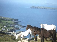 The last four working horses on Inishturk. - Lyons0008902.jpg  The last four working horses on Inishturk. ( Neg 25 ) : 198906 Inish Turk 2.tif, Inish Turk, Lyons collection