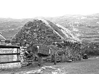 Inishturk: John Joe's donkey and cleaves - Lyons0008919.jpg  Inishturk: John Joe's donkey and cleaves. (Neg 18 15A) : 19811129 Inish Turk 8.tif, Inish Turk, Lyons collection