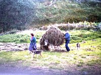 Inishturk: John Concannon and his sister-in-law Mary Joe bringin  Inishturk: John Concannon and his sister-in-law Mary Joe bringing home a donkey. - Lyons0008931.jpg  Inishturk: John Concannon and his sister-in-law Mary Joe bringing home a donkey. (Neg 7A 8) : 19870505 Inishturk 5.tif, Inish Turk, Lyons collection