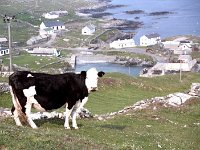 Inishturk: Mrs O' Toole's cow - Lyons0009004.jpg  Inishturk: Mrs O' Toole's cow. (Neg 1A) : 19921001 Inish Turk 62.tif, Inish Turk, Lyons collection