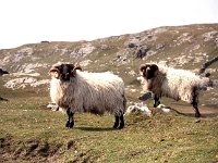 Inishturk: Turk sheep. - Lyons0009010.jpg  Inishturk: Turk sheep. (Neg 18A 19) : 19921001 Inish Turk 68.tif, Inish Turk, Lyons collection