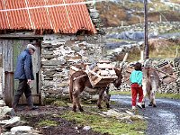 Inishturk: John Joe and a little neighbour on the way to the bog  Inishturk: John Joe and a little neighbour on the way to the bog. - Lyons0009026.jpg  Inishturk: John Joe and a little neighbour on the way to the bog. (Neg 34A 35) : 199210 Inish Turk 8.tif, 19921002 Inish Turk 8.tif, Inish Turk, Lyons collection