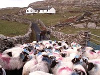 Inishturk: Sheep drive. - Lyons0009035.jpg  Inishturk: Sheep drive. (Neg 13) : 199210 Inish Turk 18.tif, 19921002 Inish Turk 18.tif, Inish Turk, Lyons collection