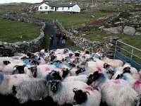 Inishturk: Sheep drive. - Lyons0009049.jpg  Inishturk: Sheep drive. : 19921002 Inish Turk 72.tif, Inish Turk, Lyons collection