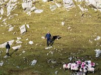 Inishturk: Paddy Joe Heanue bringing his sheep down the hill - Lyons0009055.jpg  Inishturk: Paddy Joe Heanue bringing his sheep down the hill. (Neg 3A) : 19921003 Inish Turk 6.tif, Inish Turk, Lyons collection