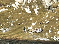 Inishturk: Rounding up the sheep. - Lyons0009056.jpg  Inishturk: Rounding up the sheep. (Neg 24) : 19921003 Inish Turk 7.tif, Inish Turk, Lyons collection