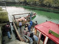 Inishturk: Sheep arriving on the island. - Lyons0009072.jpg  Inishturk: Sheep arriving on the island. : 19921004 Inish Turk 8.tif, Inish Turk, Lyons collection